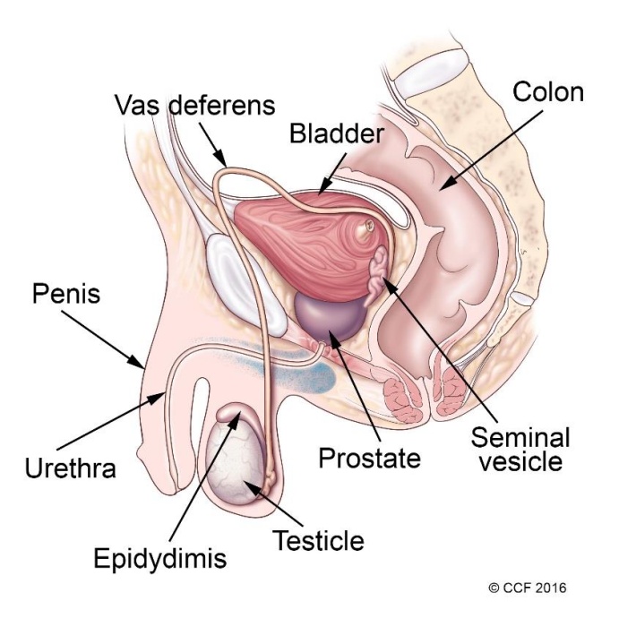 The Descended Testicles Bad Design